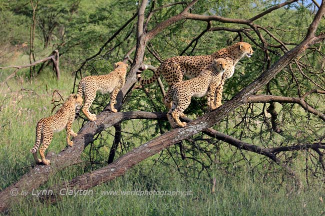 Cheetah Family  2